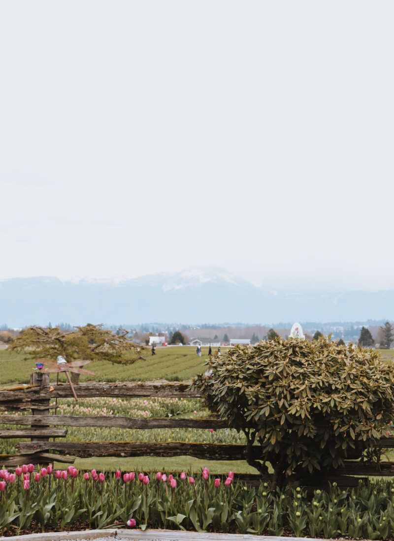 A Letter to the Brokenhearted Girl