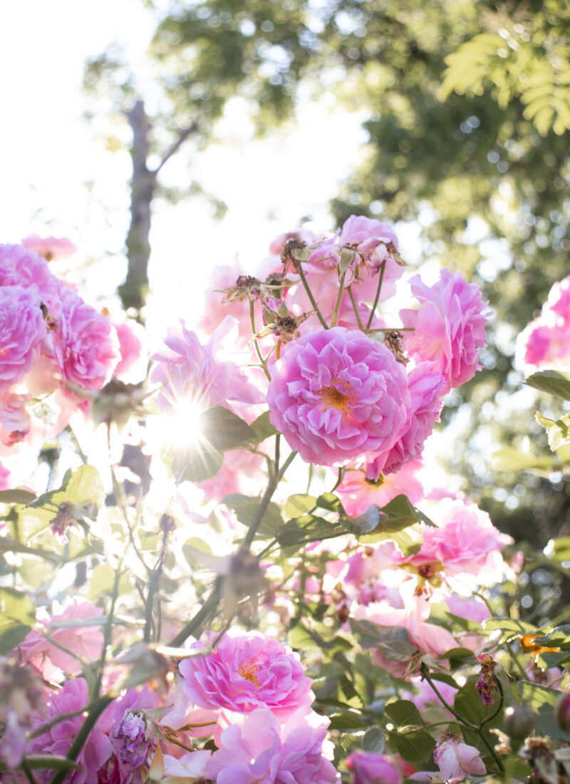 Truth: I am your beloved | Lie: I am not worthy of love and respect